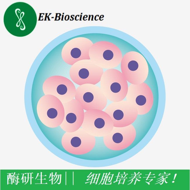 oci-aml-3人急性髓系白血病细胞oci-aml3细胞