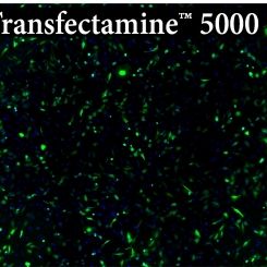 transfectamine 5000转染试剂：高效、低毒使转染更便捷