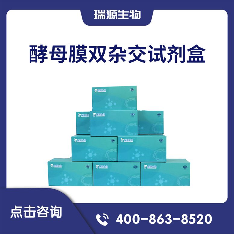 酵母膜双杂交试剂盒(酵母膜双杂交文库筛选/酵母膜双杂交一对一验证)